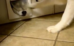 Arguing Through Cat Door - Animals - VIDEOTIME.COM
