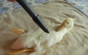 Duck Vacuum - Animals - VIDEOTIME.COM