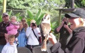 Kookaburra Call - Fun - VIDEOTIME.COM