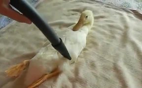 Duck Vacuum