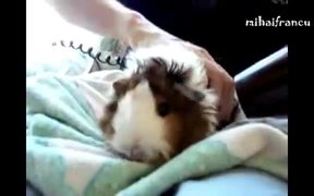 Animals Who Love Hair Dryers - Animals - VIDEOTIME.COM