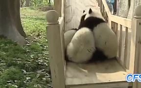 Pandas On Slides - Animals - VIDEOTIME.COM