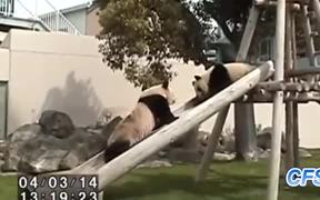 Pandas On Slides