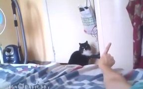 Cat Hates The Peace Sign