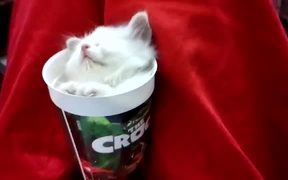 Kitten Sleeping In A Cup