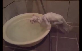 Kittens Warm Bath