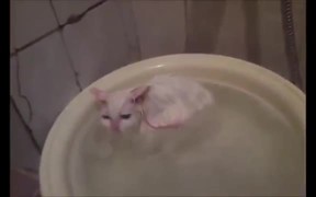Kittens Warm Bath - Animals - VIDEOTIME.COM