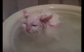 Kittens Warm Bath
