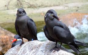 Juvenile Inca Terns - Animals - VIDEOTIME.COM