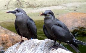 Juvenile Inca Terns