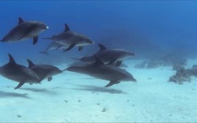 Dolphin Pod - Animals - VIDEOTIME.COM