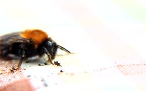 Bee Macro Slow Motion - Animals - VIDEOTIME.COM