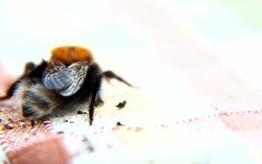 Bee Macro Slow Motion - Animals - VIDEOTIME.COM