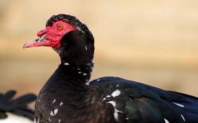 Muscovy Duck (Close-Up)
