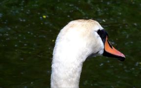 Swan Close-Up - Animals - VIDEOTIME.COM
