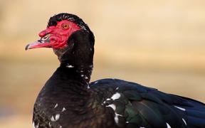 Muscovy Duck (Close-Up) - Animals - VIDEOTIME.COM