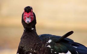 Muscovy Duck (Close-Up)