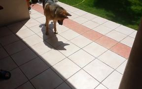 Dog Vs Shadow