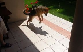 Dog Vs Shadow - Animals - VIDEOTIME.COM