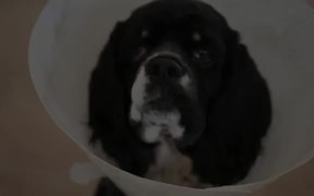 Sad Dog Diary - Animals - VIDEOTIME.COM