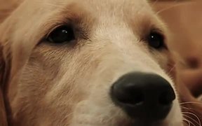 Sad Dog Diary - Animals - VIDEOTIME.COM