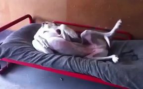 Great Dane Loves Bed