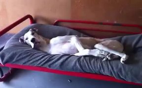 Great Dane Loves Bed - Animals - VIDEOTIME.COM