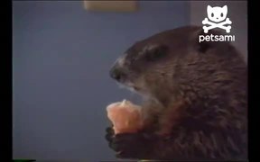 Woodchuck Eating Ice Cream - Animals - VIDEOTIME.COM