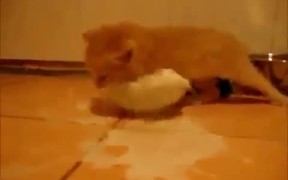 Kitten Loves Milk - Animals - VIDEOTIME.COM