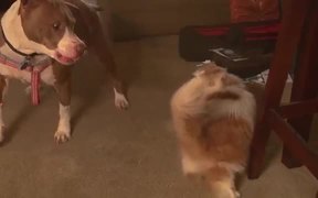 Slow Motion Dog Vs Cat - Animals - VIDEOTIME.COM