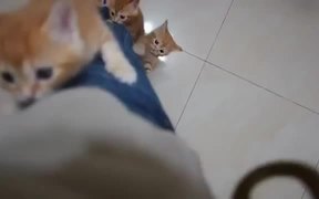 Kittens Climbing - Animals - VIDEOTIME.COM
