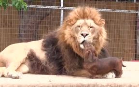 Dachsund Frenches Lion - Animals - VIDEOTIME.COM