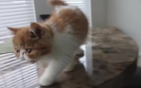 Cute Kitten Eating Watermelon - Animals - VIDEOTIME.COM
