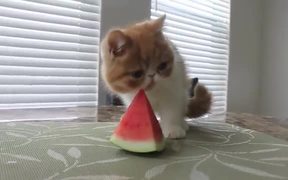 Cute Kitten Eating Watermelon - Animals - VIDEOTIME.COM
