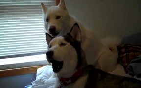 Siberian Huskies Howl Off - Animals - VIDEOTIME.COM