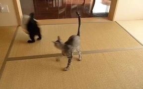Flying Ninja Kitten