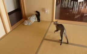 Flying Ninja Kitten - Animals - VIDEOTIME.COM