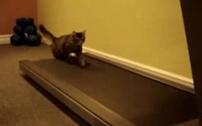 Cats On Treadmill