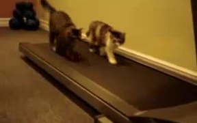 Cats On Treadmill - Animals - VIDEOTIME.COM