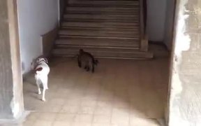 Cat Walks Dog Home - Animals - VIDEOTIME.COM