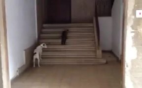 Cat Walks Dog Home