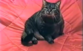 Cat Vs Jaws - Animals - VIDEOTIME.COM