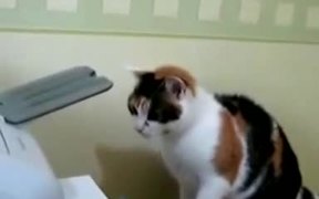 Cat Printer Repair - Animals - VIDEOTIME.COM
