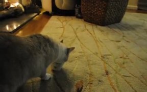 Cat Vs Yogurt - Animals - VIDEOTIME.COM