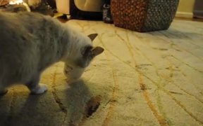 Cat Vs Yogurt - Animals - VIDEOTIME.COM