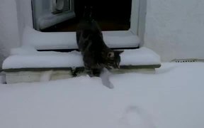 Cat Vs Snow First Time - Animals - VIDEOTIME.COM