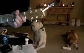 The Blues Dog - Animals - VIDEOTIME.COM