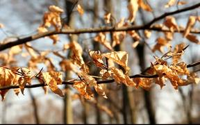 Brown Leaves in Wood
