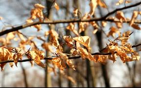 Brown Leaves in Wood