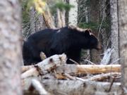 Black Bear in San Francisco Peaks - Animals - Y8.COM